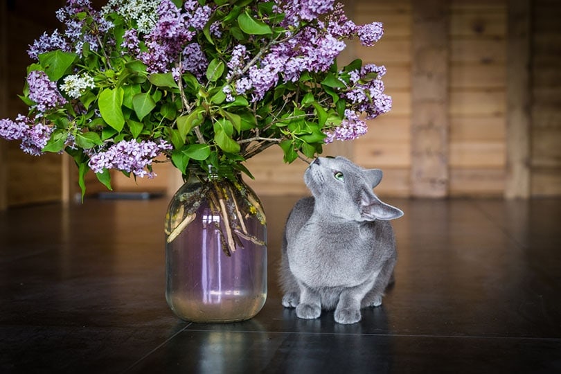 a grey cat sitting on the floor sniffing a bouquet of purple lilacs