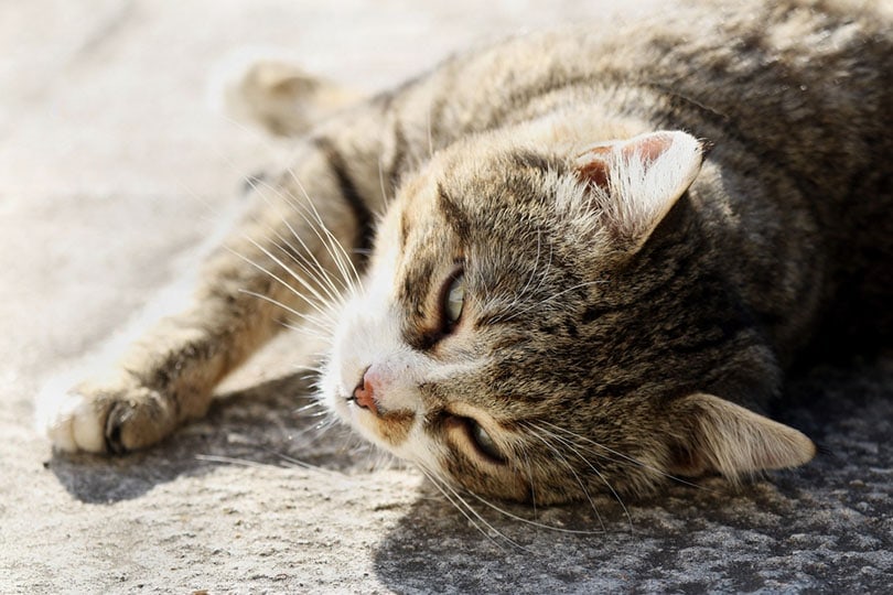 a homeless cat lying outdoor