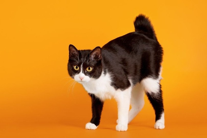 a japanese bobtail cat in orange background