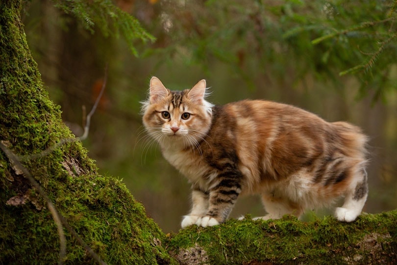 a kurilian bobtail cat in a forest