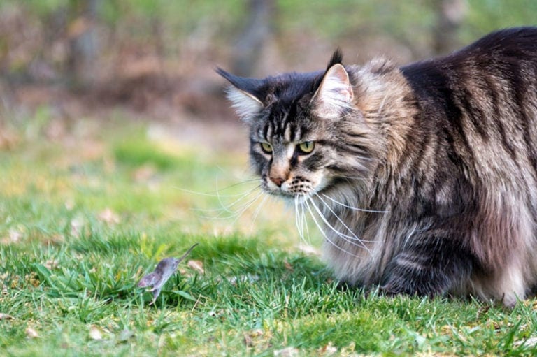 16 Best Cat Breeds for Catching Mice: How to Choose the Right One ...