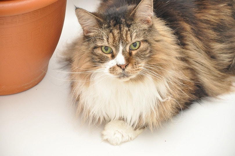 a maine coon cat lying next to a pot