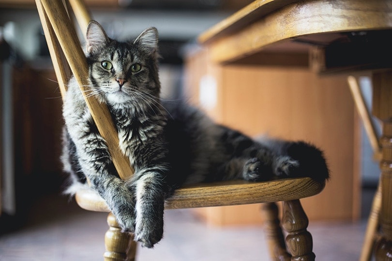 a tabby long haired cat lounging on a wooden seat