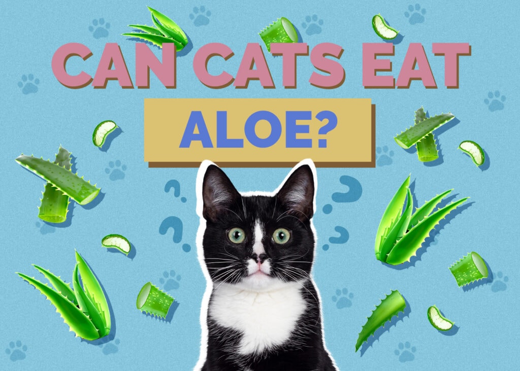 Can Cats Eat aloe