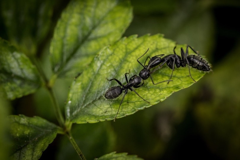 ants on green leaf