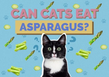 Can Cats Eat Asparagus? Vet-Reviewed Facts Hepper Pet Resources