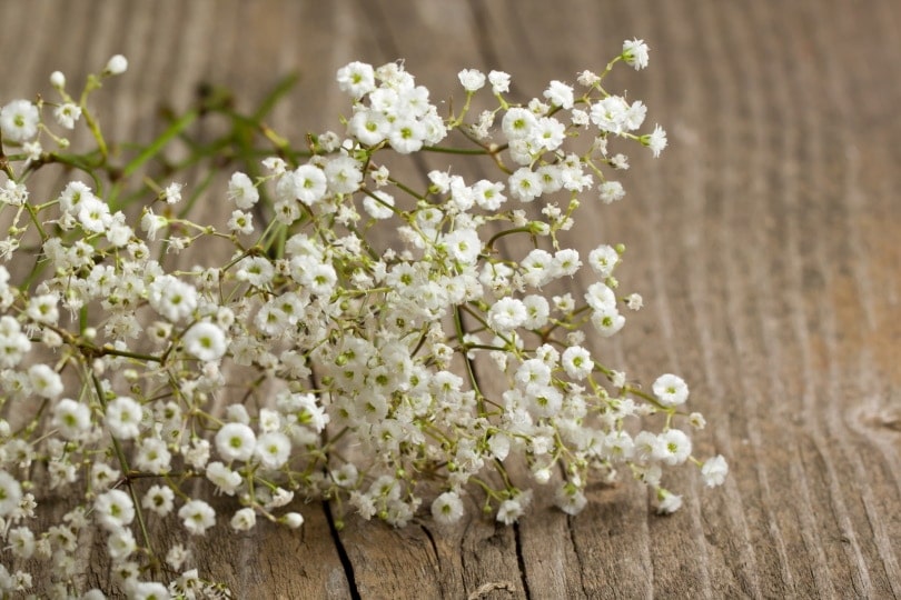 baby's breath flower