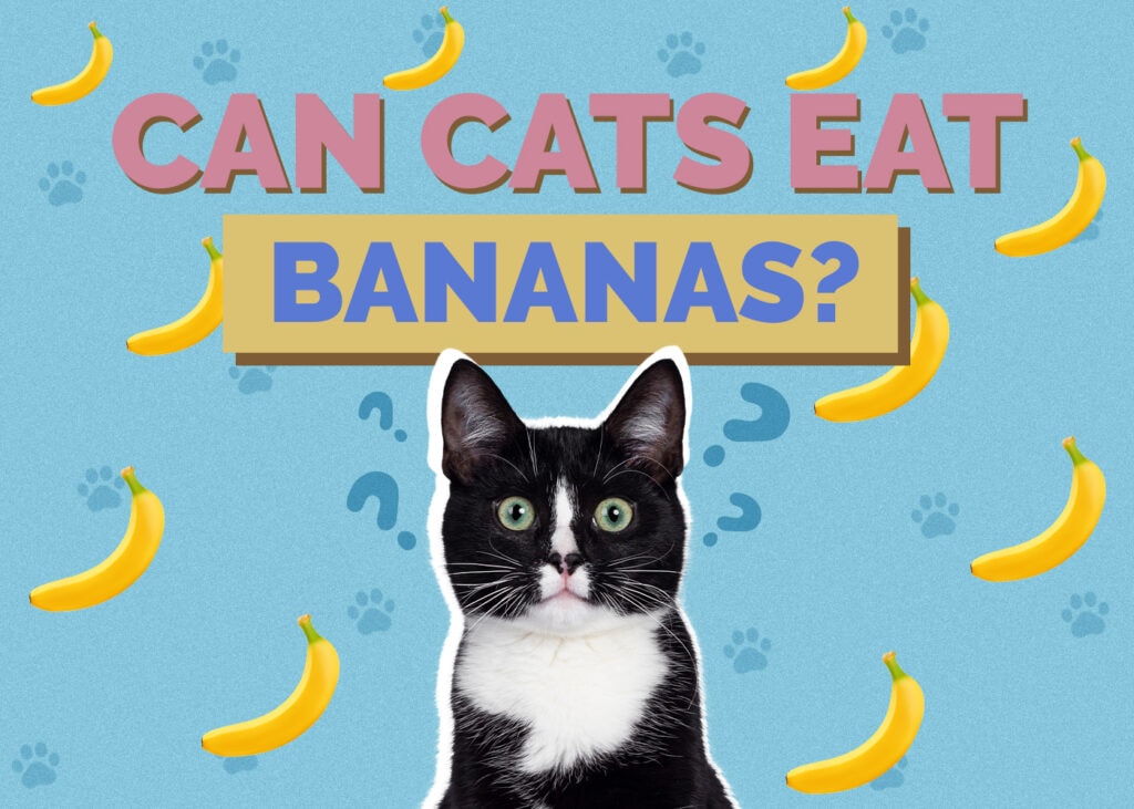 Can Cats Eat bananas