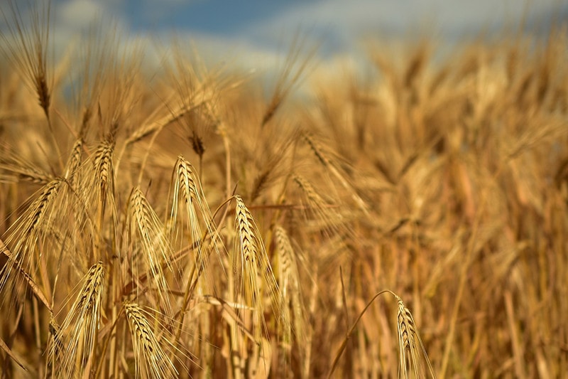 barley grass