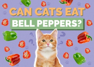 Can Cats Eat Bell Peppers? What You Need to Know! Hepper Pet Resources