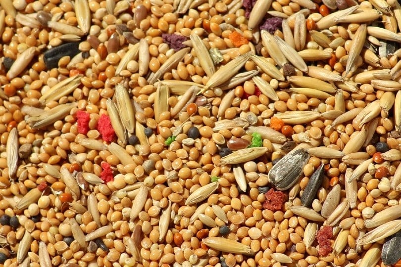 bird seed