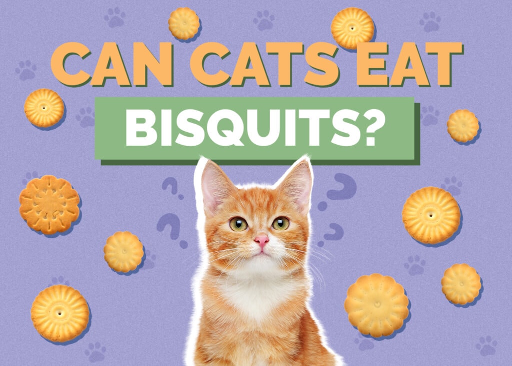 Can Cats Eat biscuits