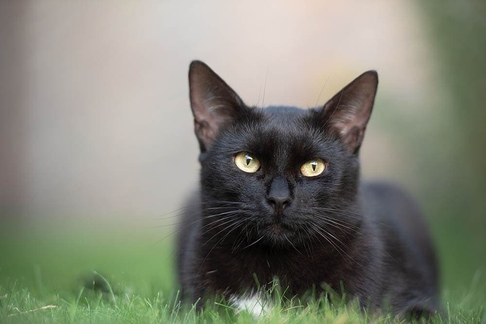 black cat on the grass