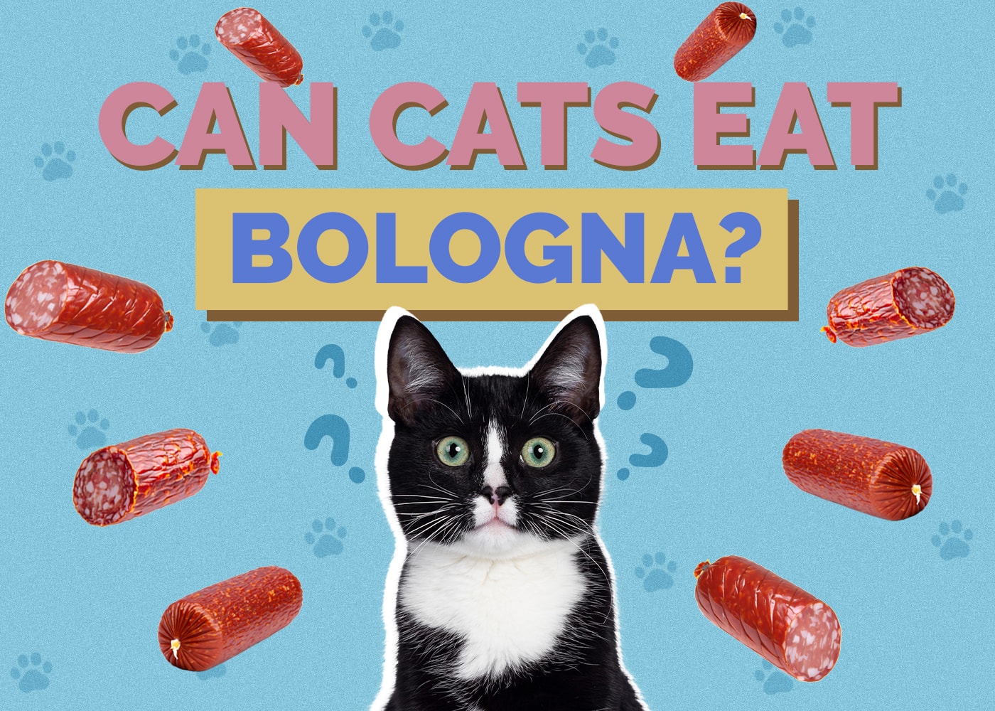 Can Cats Eat bologna