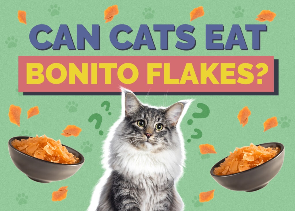 Can Cats Eat bonito-flakes