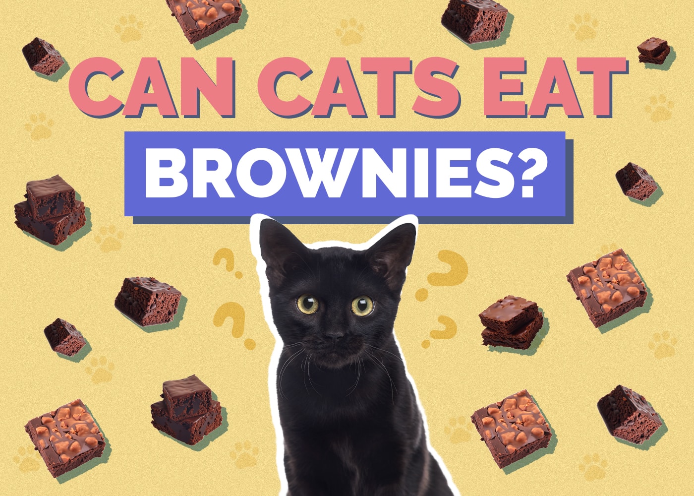 Can Cats Eat brownies