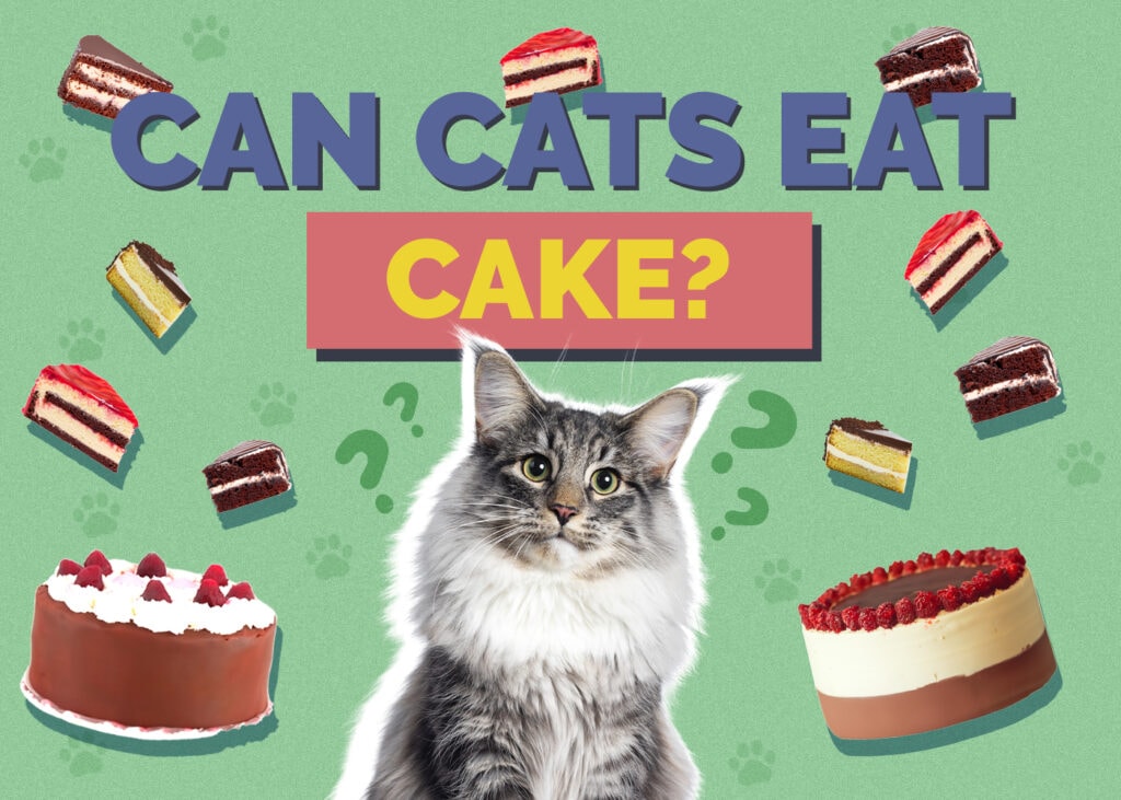 Can Cats Eat cake