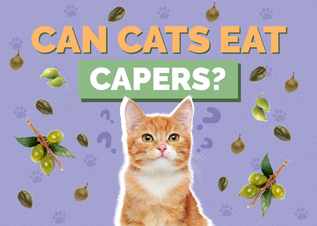 Can Cats Eat capers