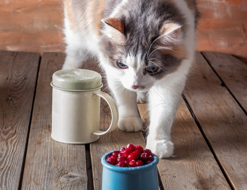 cat about to eat cranberries