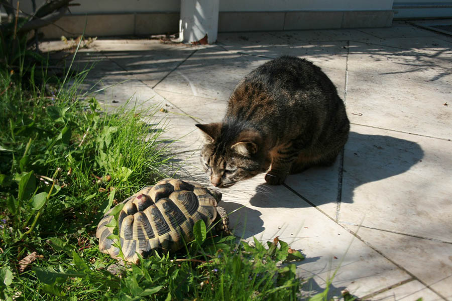 cat curious on the turtle