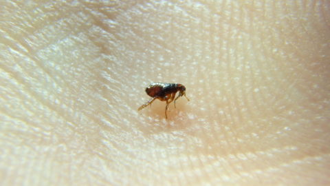 How Do I Identify & Treat Bug Bites on My Cat? 14 Tips & Tricks ...