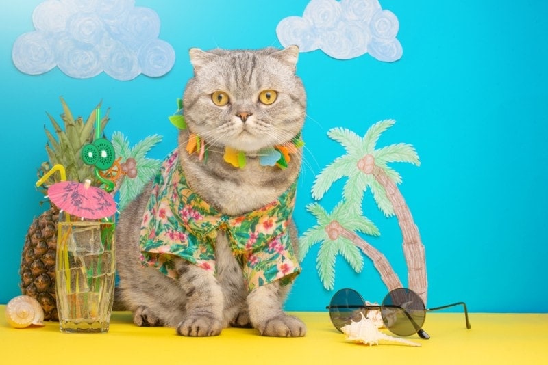 cat in hawaiian shirt with lei and cocktail on beach