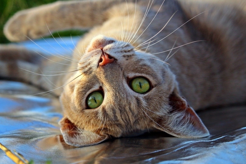 cat in heat lying down