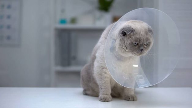 How to Clean a Cat Wound: 5 Vet-Approved Steps | Hepper Pet Resources