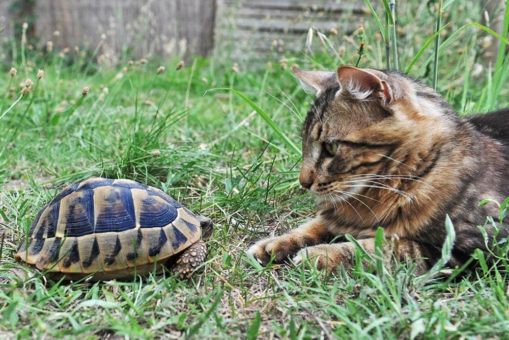 cat looking at the turtle