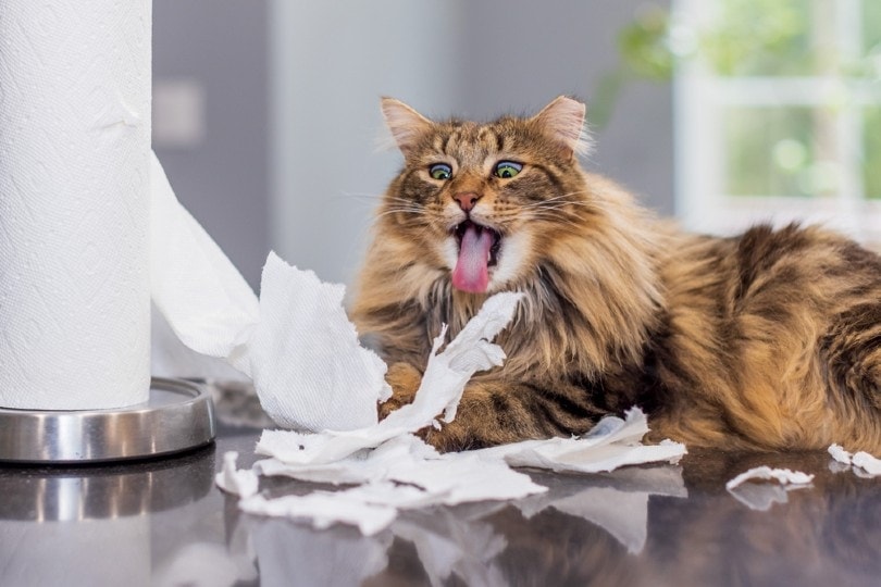 cat playing with paper towel