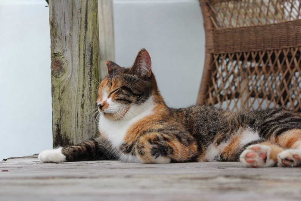 cat relaxing on a wooden patio deck closed eyes
