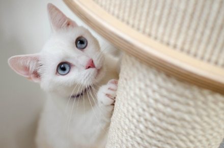 Do Cats Shed Their Claws? Vet-Approved Answer Hepper Pet Resources