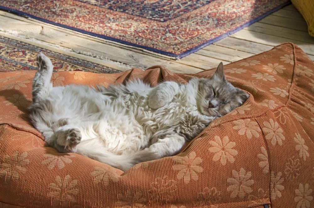 cat sleeping in a cat bed at the patio sunbathing belly up