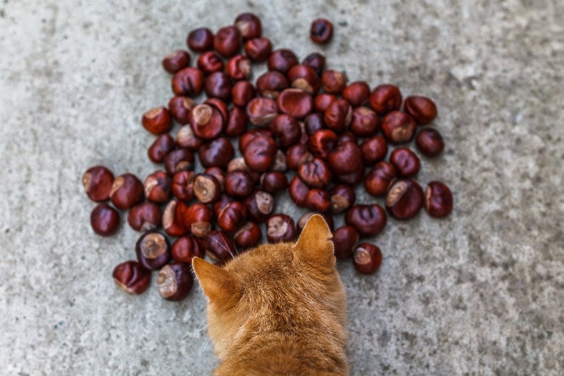cat sniffing inedible chestnuts