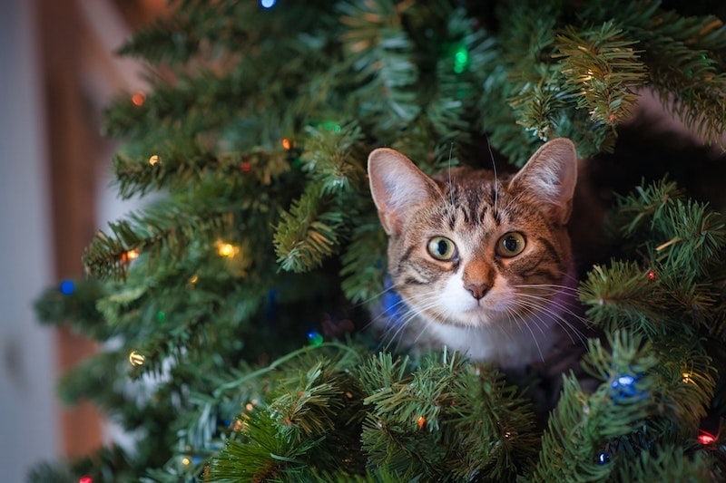 cat sticking head out of artifical christmas tree with lights