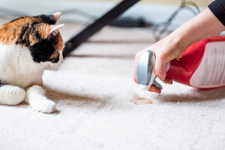 Managing Cat Cancer Vomit Odor preview