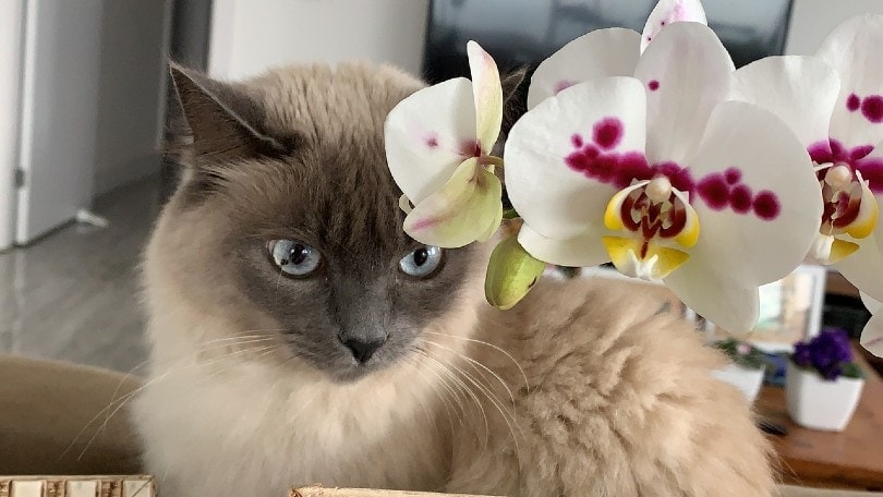 cat with orchids
