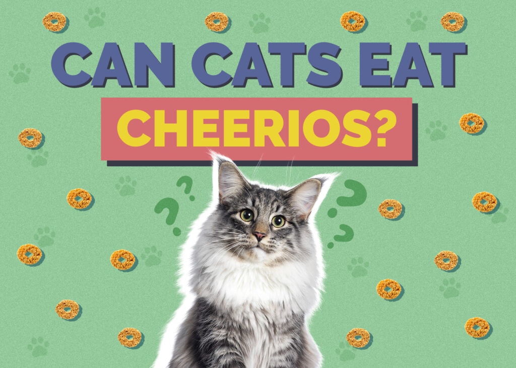 Can Cats Eat cheerios