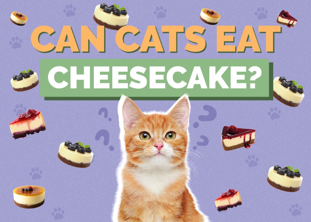 Can Cats Eat cheesecake