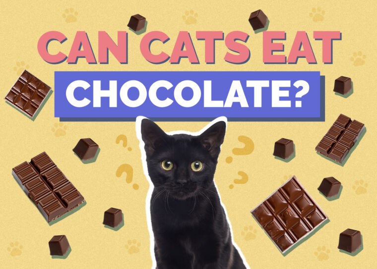 Can Eating Chocolate Cake Mix Harm My Dog