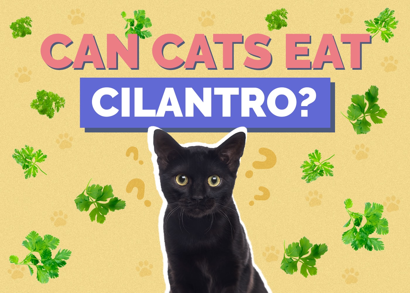 Can Cats Eat cilantro