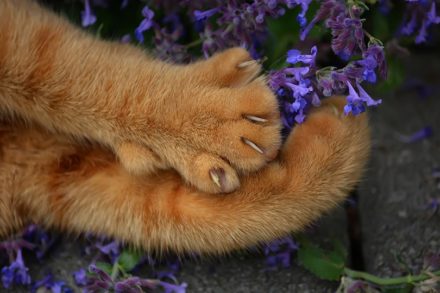 Do Cats Shed Their Claws? Vet-Approved Answer Hepper Pet Resources