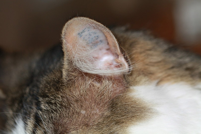 close up of a cat's left ear