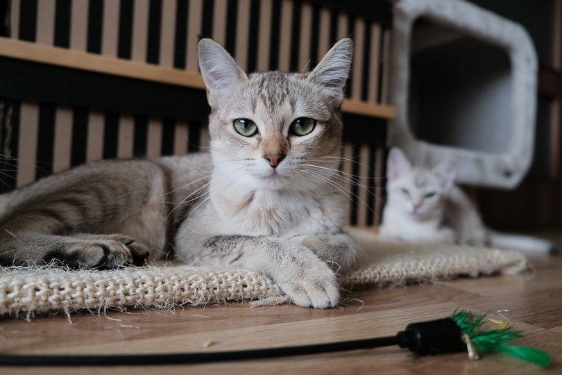 close up of a tabby cat lying on table