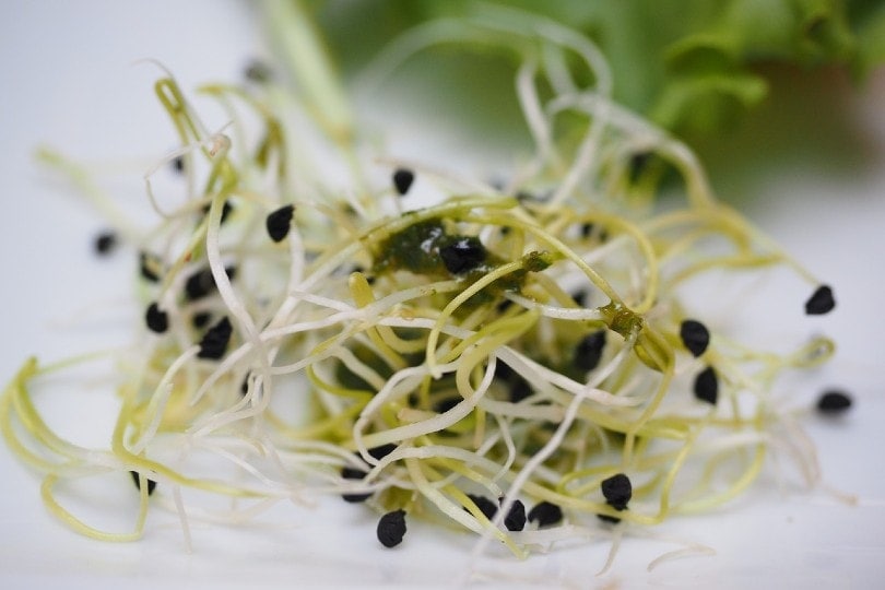 close up of alfalfa sprouts
