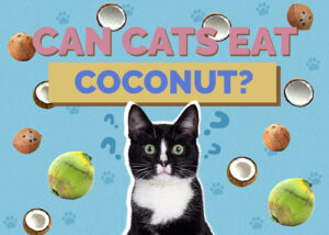 Can Cats Eat Coconut? Vet-Reviewed Nutrition Facts & FAQ Hepper Pet
