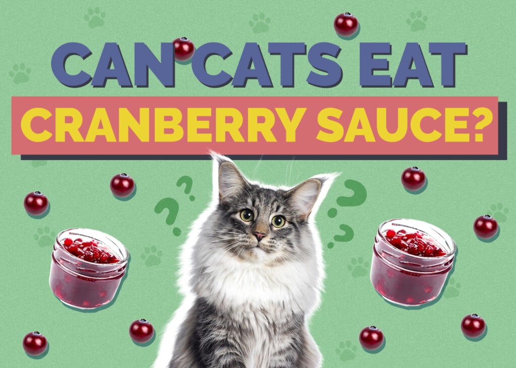 Can Cats Eat cranberry-sauce