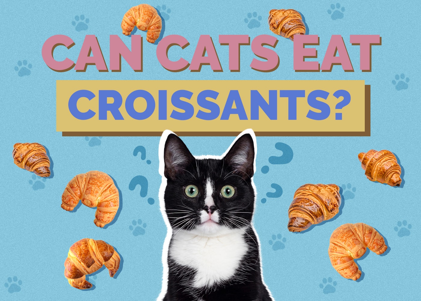 Can Cats Eat croissants
