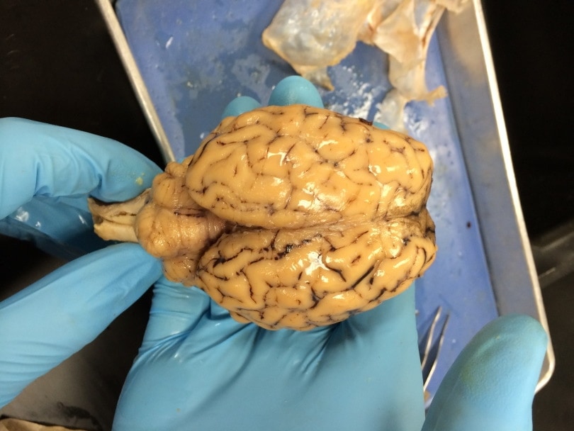 dissected cat brain