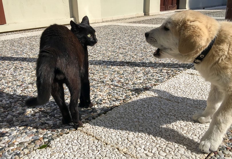 dog growling at a cat